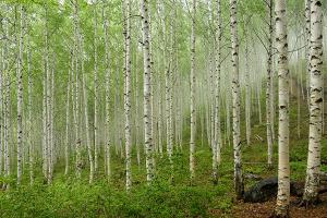 산림청, 국토녹화 50주년 기념 '100대 명품숲' 발표